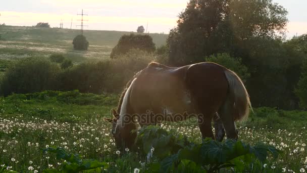 Chevaux avec poulains dans le pâturage au coucher du soleil 