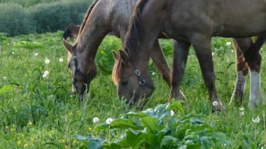 Tay arazide sundown zamanında atlarla