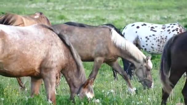 Pferde mit Fohlen auf der Weide bei Sonnenuntergang — Stockvideo