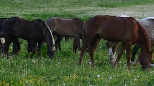 Paarden met veulens in de wei op zonsondergang tijd — Stockvideo