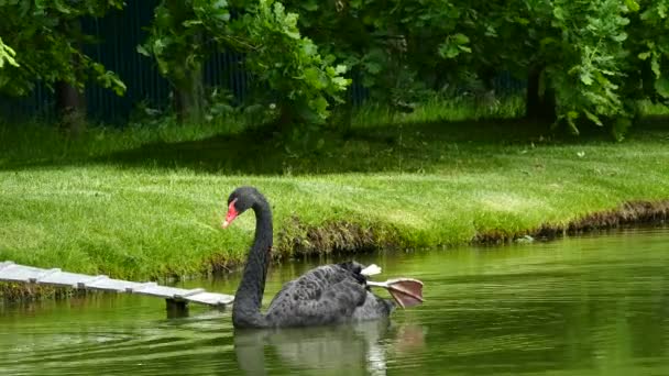 Cisne negro (Cygnus atratus) nadando em uma lagoa — Vídeo de Stock