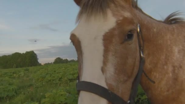 Caballos cara, vista de cerca — Vídeo de stock