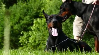 Çift doberman köpek çim