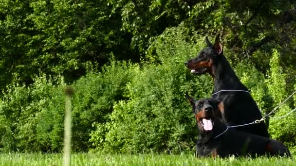 Un par de perros doberman en la hierba — Vídeos de Stock