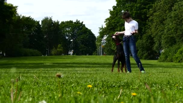 Chico está jugando con un perro grande en el parque — Vídeos de Stock