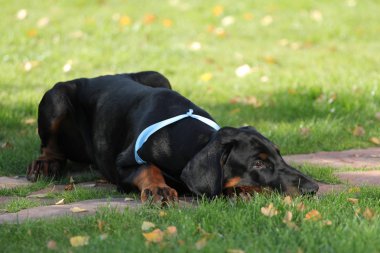 Siyah doberman köpek suratı
