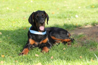 Siyah doberman köpek suratı