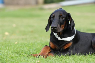 Siyah doberman köpek suratı