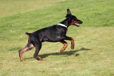 siyah doberman köpek
