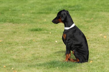 siyah doberman köpek