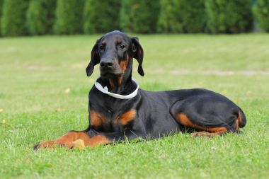 Siyah doberman köpek suratı
