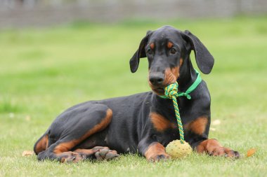 siyah doberman köpek