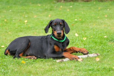 Doberman köpek yeşil