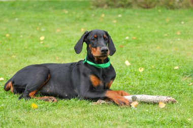 Doberman köpek yeşil