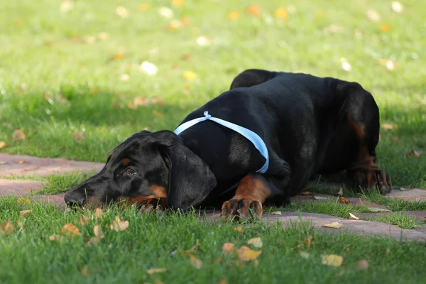 黒いドーベルマン犬顔 — ストック写真