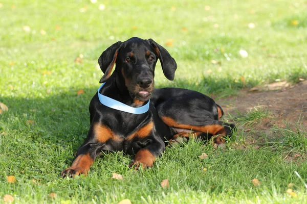 Siyah doberman köpek suratı