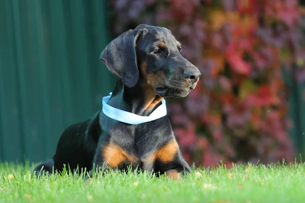 Nero doberman cane faccia — Foto Stock