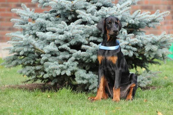 Black doberman dog puppy — Stock Photo, Image