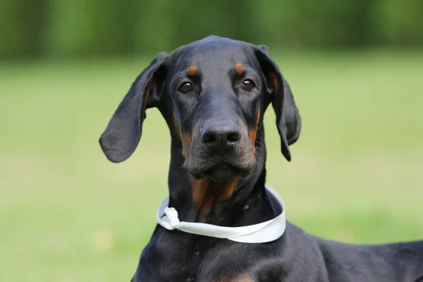 Černý Dobrman pes tvář — Stock fotografie