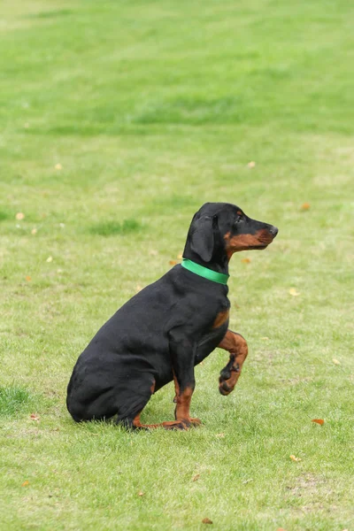 Doberman czarny pies — Zdjęcie stockowe