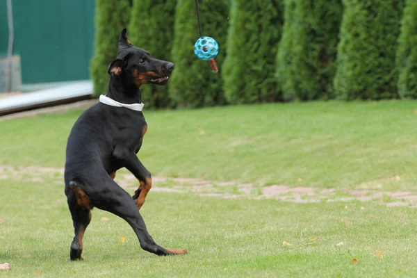 黒いドーベルマン犬 — ストック写真