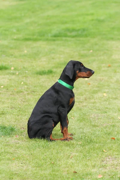 Doberman czarny pies — Zdjęcie stockowe