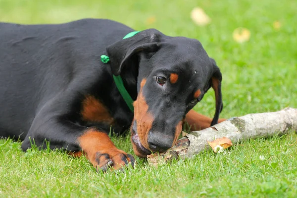 Doberman κουτάβι για πράσινο — Φωτογραφία Αρχείου