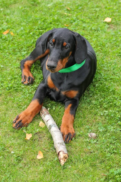 Doberman puppy on green — Stock Photo, Image