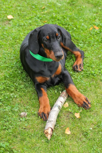 Cãozinho Doberman em verde — Fotografia de Stock