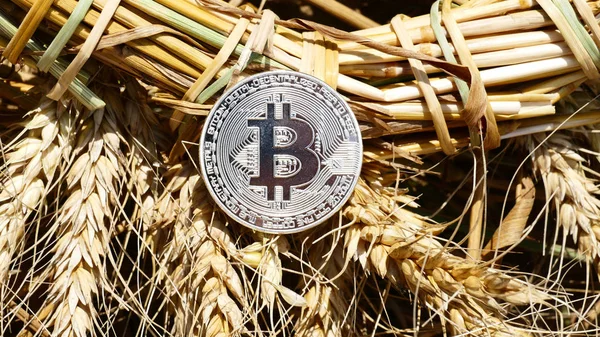 Bitcoin Срібна монета на weat — стокове фото
