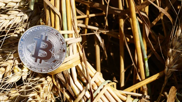 Bitcoin Срібна монета на weat — стокове фото