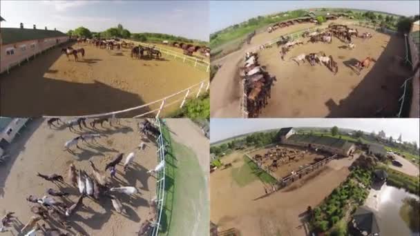 Rancho Caballos Vista Aérea — Vídeo de stock