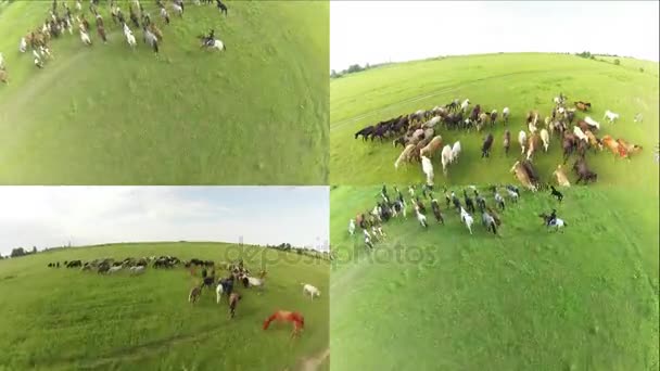 Horses graze in the meadow. Summer landscape. Air view — Stock Video