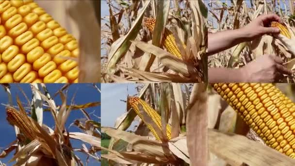 Agricultor abre la mazorca de maíz — Vídeo de stock