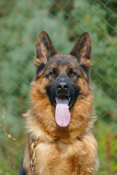 Close up of German Shepherd Portrait — Stock Photo, Image