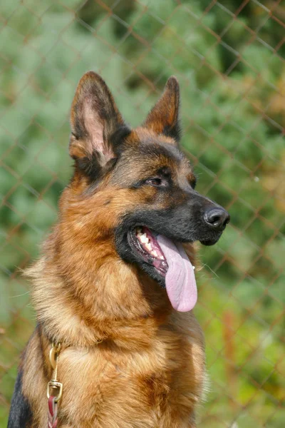 Close up of German Shepherd Portrait — Stock Photo, Image