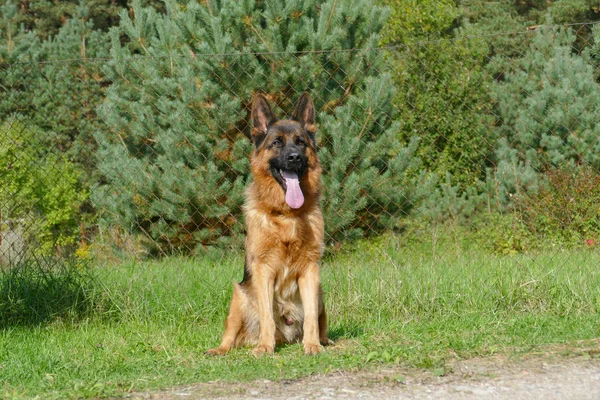 Close up van Duitse herder portret — Stockfoto