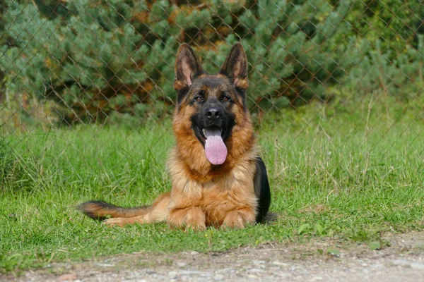 Close up of German Shepherd Portrait — Stock Photo, Image