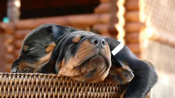 Groep van Dobermann pups in mand — Stockfoto