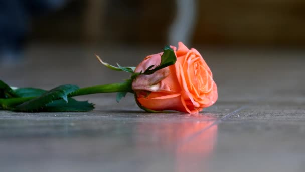Червона Троянда Підлозі Фоні Танцюючих Людей — стокове відео