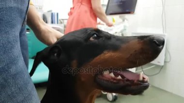 Köpek veterinerler ofiste