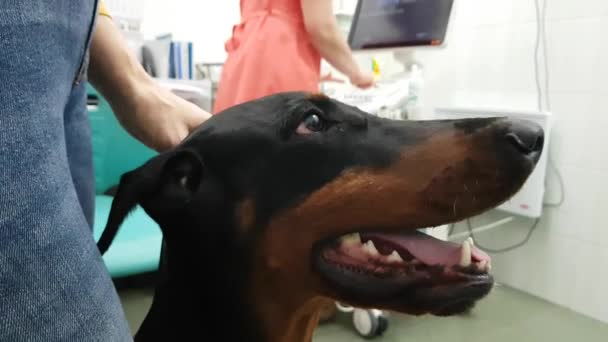 狗在兽医办公室 — 图库视频影像