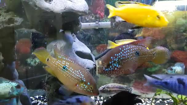 Fishes in aquarium — Stock Video