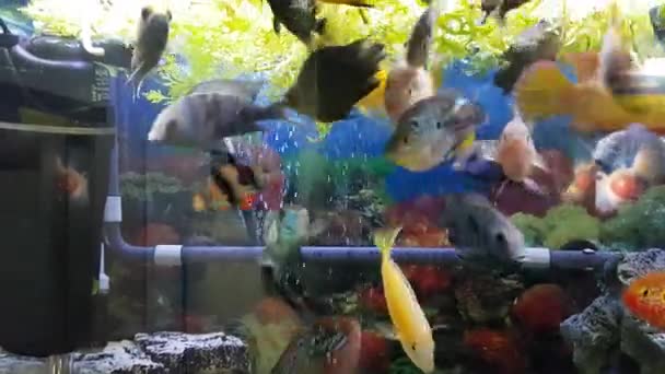 Pesci in acquario — Video Stock