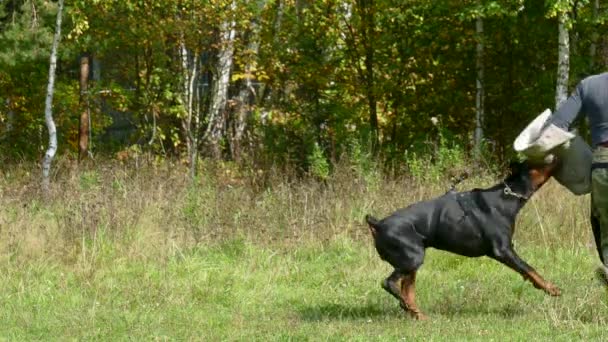 Jun 2015 Moskou Trainer Van Hond Het Werk Buitenshuis Defensie — Stockvideo