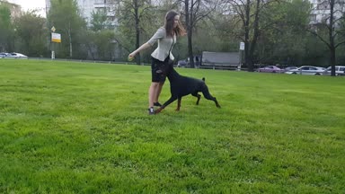 Genç Kız parkta bir köpek ile çalış.