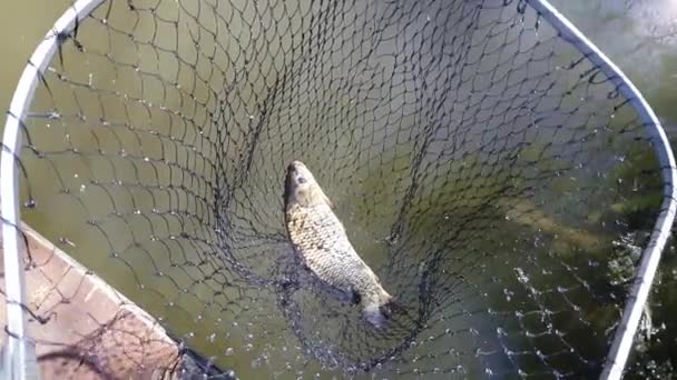 Cosechando estanque de peces — Vídeos de Stock