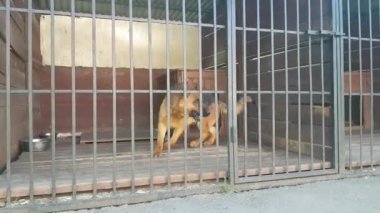 köpek kafes içinde