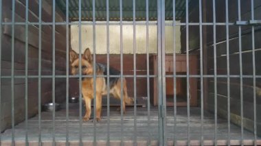 köpek kafes içinde