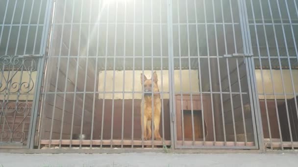 Dog in cage — Stock Video